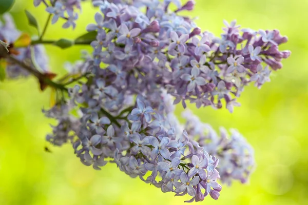 Pink Lilac flowers — Stock Photo, Image