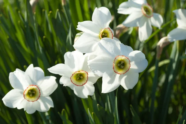 Narcissuses — Stock fotografie