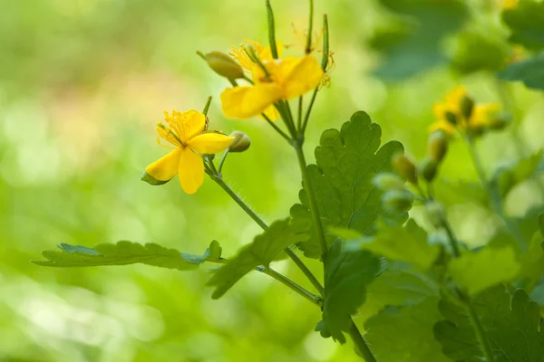 Flores de Chelidonium — Fotografia de Stock