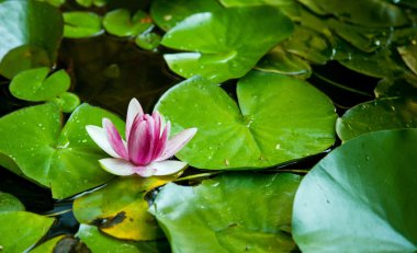 Nilüfer çiçekleri