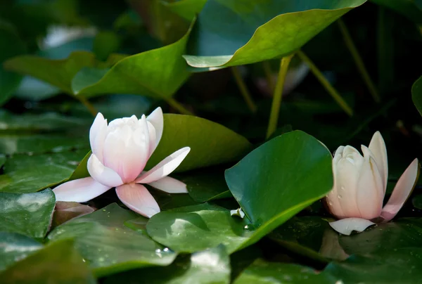 Flores de lírio de água — Fotografia de Stock