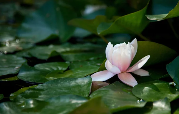 Kwiat lilii wodnej — Zdjęcie stockowe