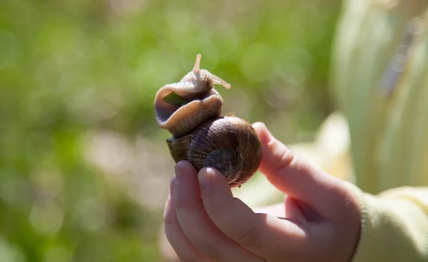 Niña sosteniendo caracol jardín suavemente —  Fotos de Stock