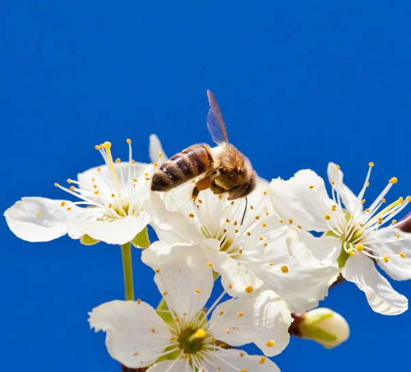 Bee on apple blossom, macro shot — Stock Photo, Image