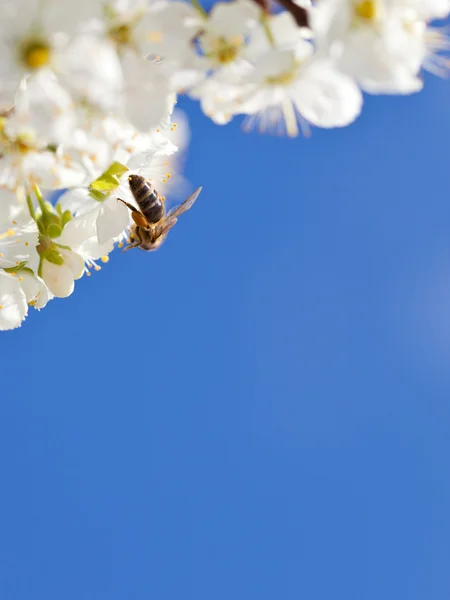 Bee on apple blossom, copy space — Stock Photo, Image