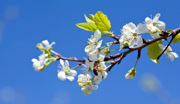 Bee op bloeiende appelboom — Stockfoto