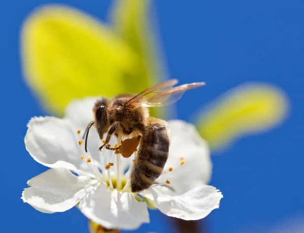 Pszczoła na jabłko kwiat, makro, zdjęcia — Zdjęcie stockowe