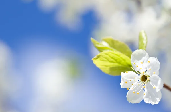 Maçã em flor — Fotografia de Stock