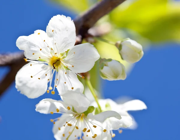 Bloeiende appelboom — Stockfoto