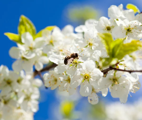 Bee op lente appel bloesem — Stockfoto