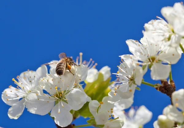 Bee on spring apple blossom — Stock Photo, Image
