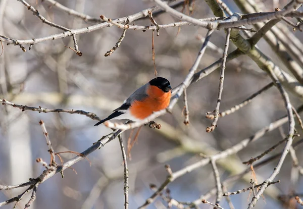 Bullfinch perched on a branch — Stock Photo, Image