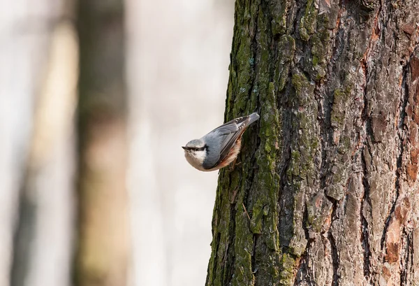 Diótörő a fán — Stock Fotó