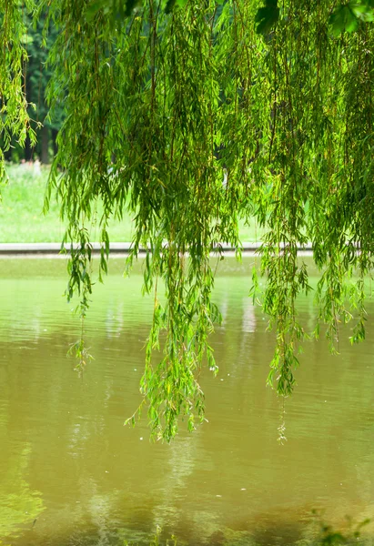 Willow tree over the water in park — Stock Photo, Image