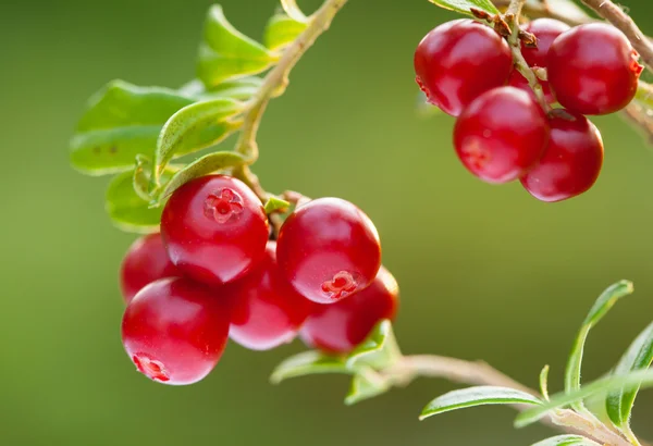 Baies mûres de cowberries dans la forêt — Photo