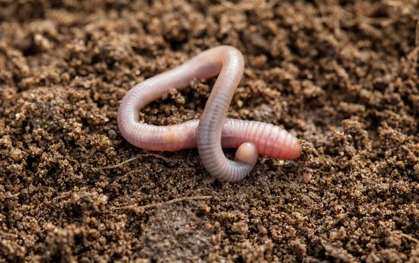 Земляной червь в почве — стоковое фото