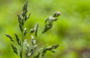 Yeşil Çimen Arkaplanı