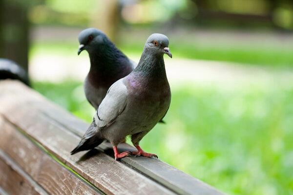 Pigeons