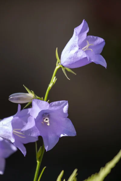 Bluebell (campanula) — Stock Photo, Image