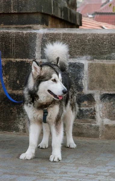 Husky. —  Fotos de Stock