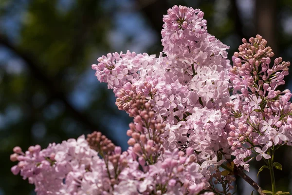 (Syringa) lilac — Stock Photo, Image