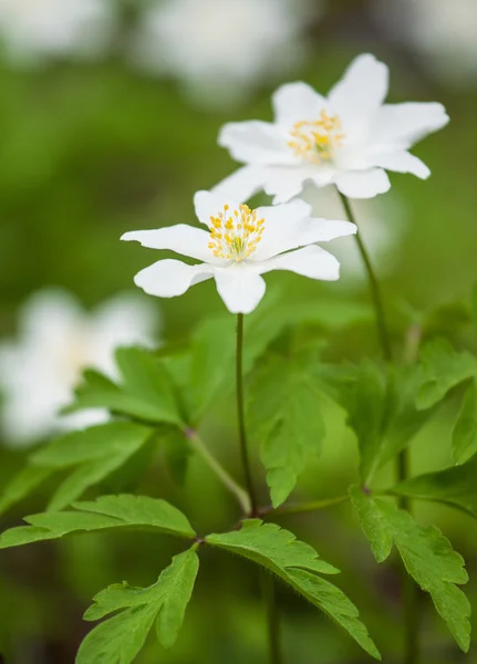 Anemones - primroses — Stock Photo, Image