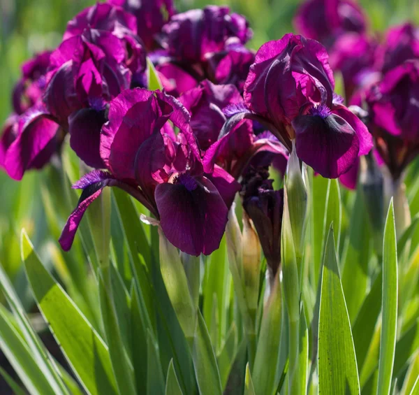 Blumenbeet mit lila Schwertlilien — Stockfoto