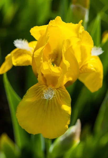 สวย สีเหลือง iris — ภาพถ่ายสต็อก