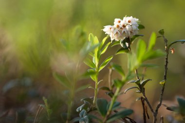 Çiçek açması Fuska (Vaccinium vitisidaea)