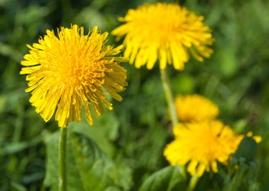 Sarı Yaz dandelions