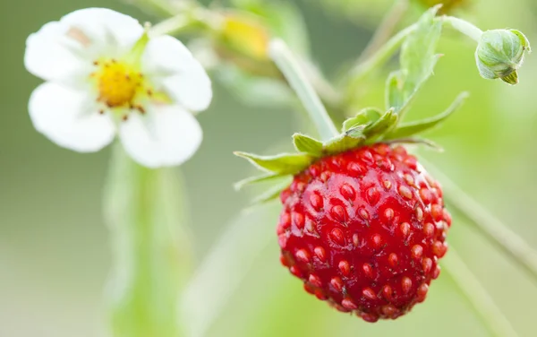 Wilde aardbei — Stockfoto