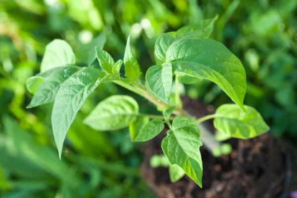 Green tomato plant — Stock Photo, Image