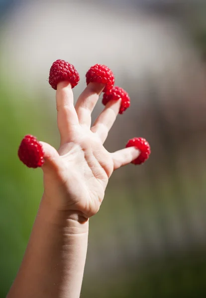 Mano de niño con frambuesas en los dedos — Foto de Stock