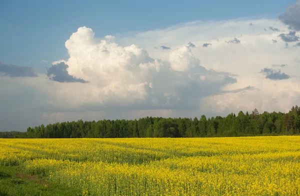 Yellow rape field — Stock Photo, Image