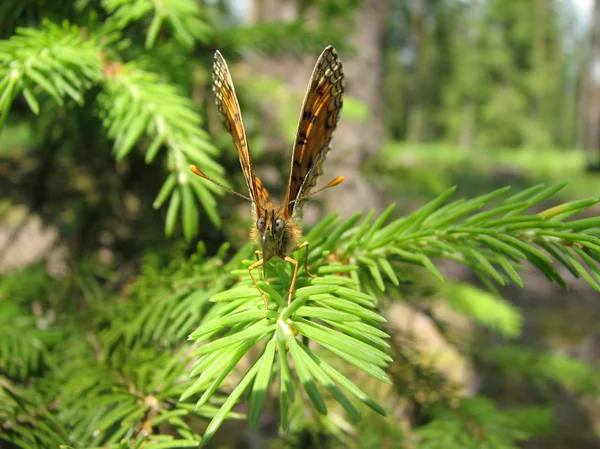 Bella farfalla nella foresta — Foto Stock