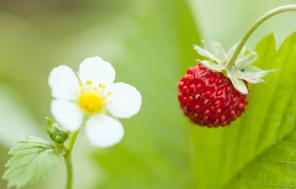 Morango selvagem — Fotografia de Stock