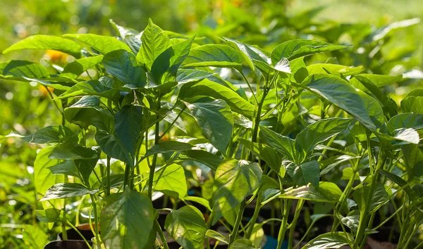 Pepper plant — Stock Photo, Image