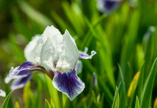 Un hermoso iris en un jardín —  Fotos de Stock