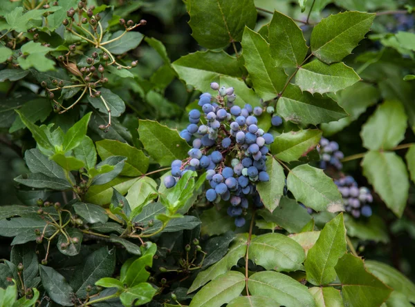 Сині ягоди — стокове фото