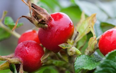 Olgun kuşburnu çilek