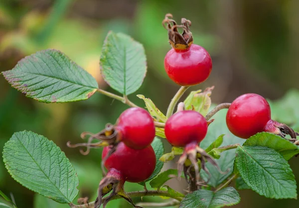 Спелые ягоды шиповника — стоковое фото