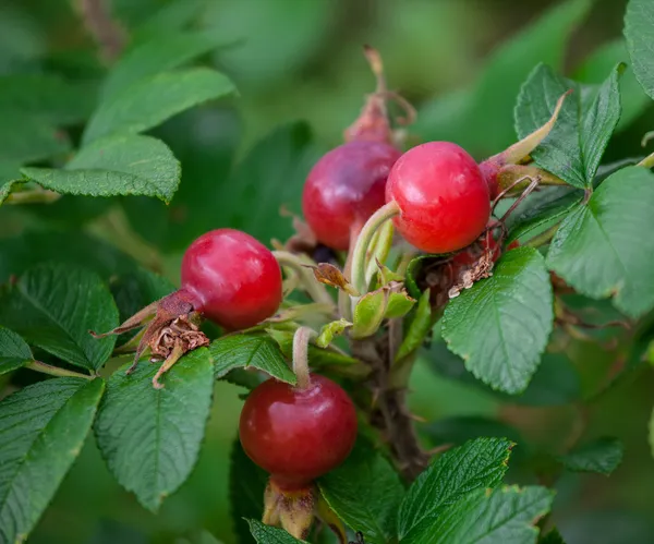 Ripe rosehip berries — Stock Photo, Image