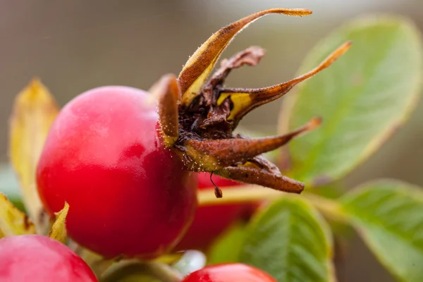 Ripe rosehip berries — Stock Photo, Image