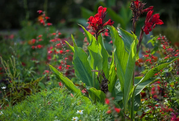 Flores rojas en un parque — Foto de Stock