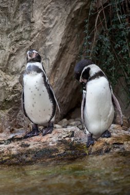 buzlu suda sevimli penguenler