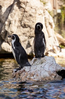 buzlu suda sevimli penguenler