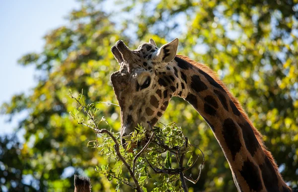 Girafe manger des feuilles — Photo