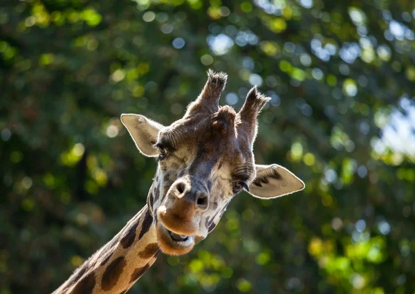 Giraffe among green trees — Stock Photo, Image