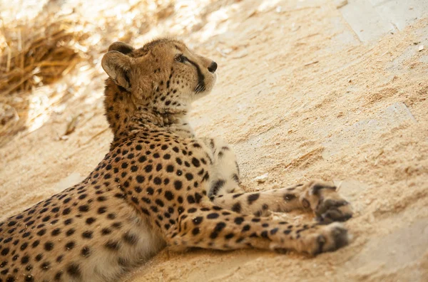 Guepardo hermoso — Foto de Stock