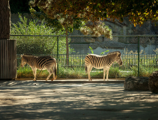 Two zebras in the zoo